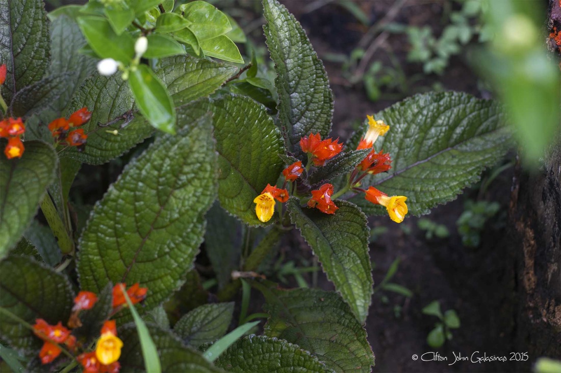 Mayana Herbal Plants CREATIVE CLIF